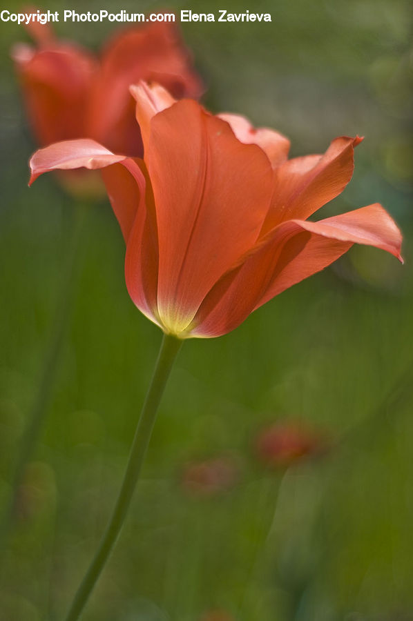 Flora, Flower, Gladiolus, Plant, Blossom, Geranium, Lily