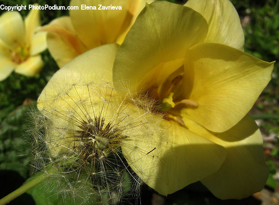 Dandelion, Flower, Plant, Blossom, Flora, Gladiolus, Hibiscus