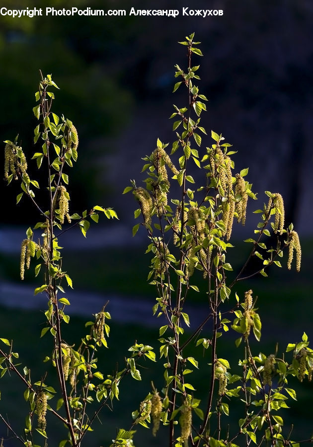 Dill, Plant, Conifer, Fir, Tree, Blossom, Flora