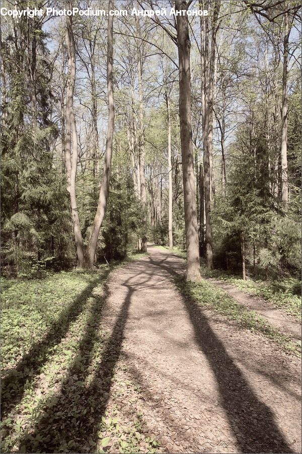 Path, Trail, Forest, Grove, Land, Vegetation, Countryside
