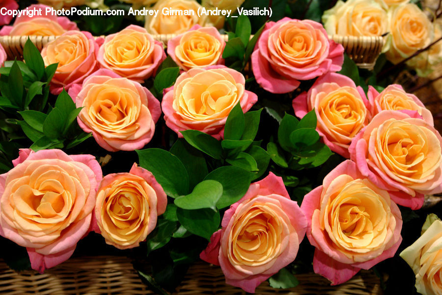 Blossom, Flower, Plant, Rose, Flower Arrangement, Flower Bouquet, Flora