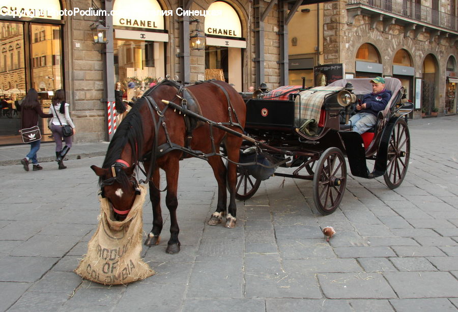 Carriage, Horse Cart, Vehicle, Animal, Horse, Mammal, Antique Car