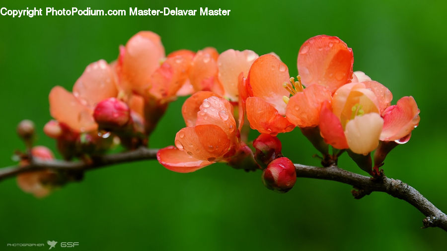 Blossom, Flora, Flower, Plant, Tulip, Bud, Petal