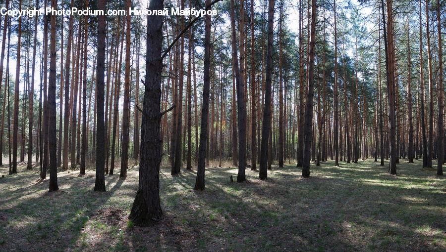 Forest, Vegetation, Grove, Land, Birch, Tree, Wood