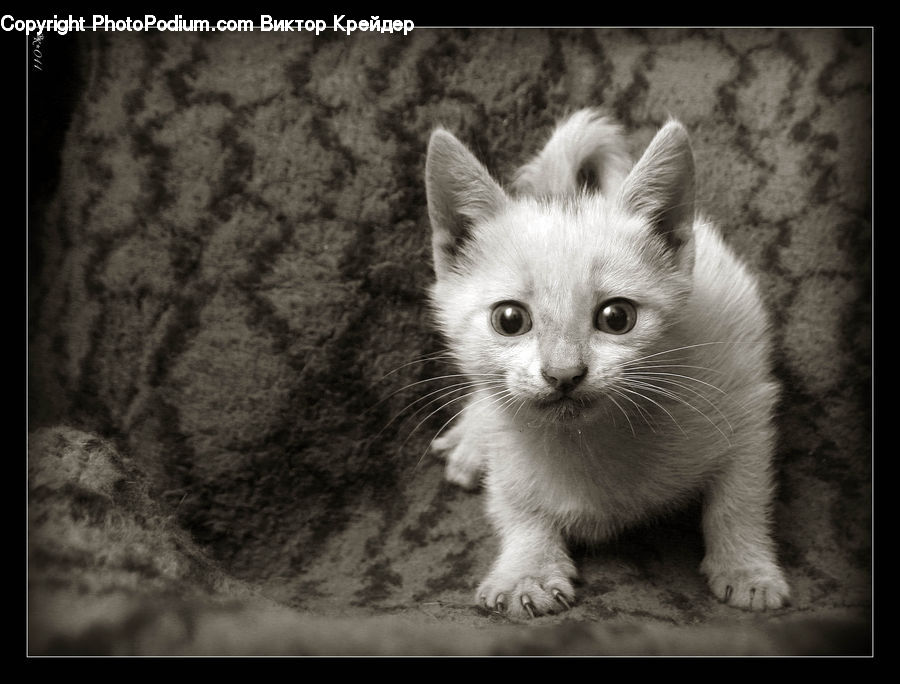 Animal, Cat, Kitten, Mammal, Pet, Angora, Manx