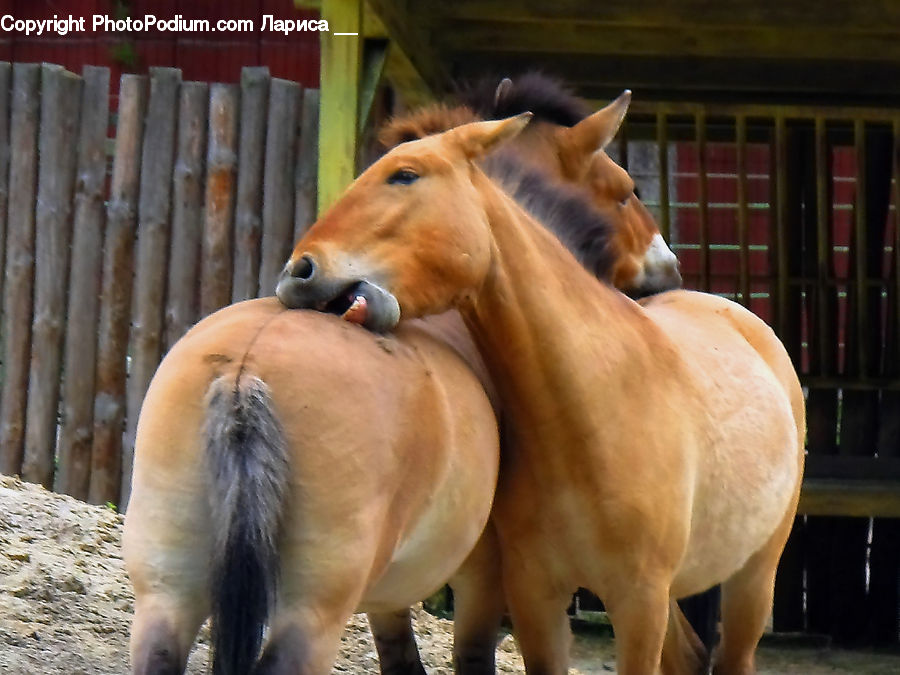 Animal, Colt Horse, Foal, Horse, Mammal, Zoo, Bongo