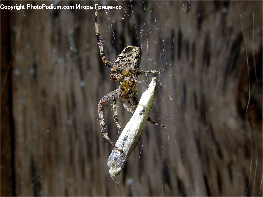 Arachnid, Garden Spider, Insect, Invertebrate, Spider