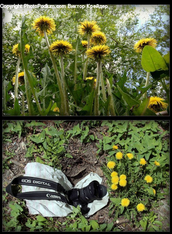 Dandelion, Flower, Plant, Potted Plant, Vine, Backpack, Bag