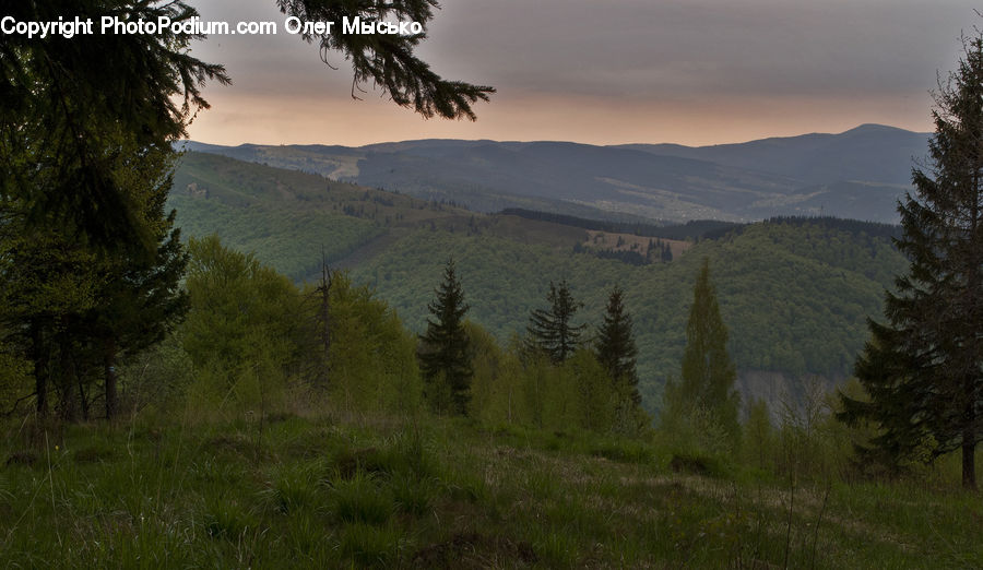 Conifer, Fir, Plant, Tree, Forest, Vegetation, Pine