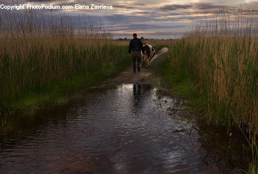 Plant, Potted Plant, Land, Marsh, Outdoors, Swamp, Water