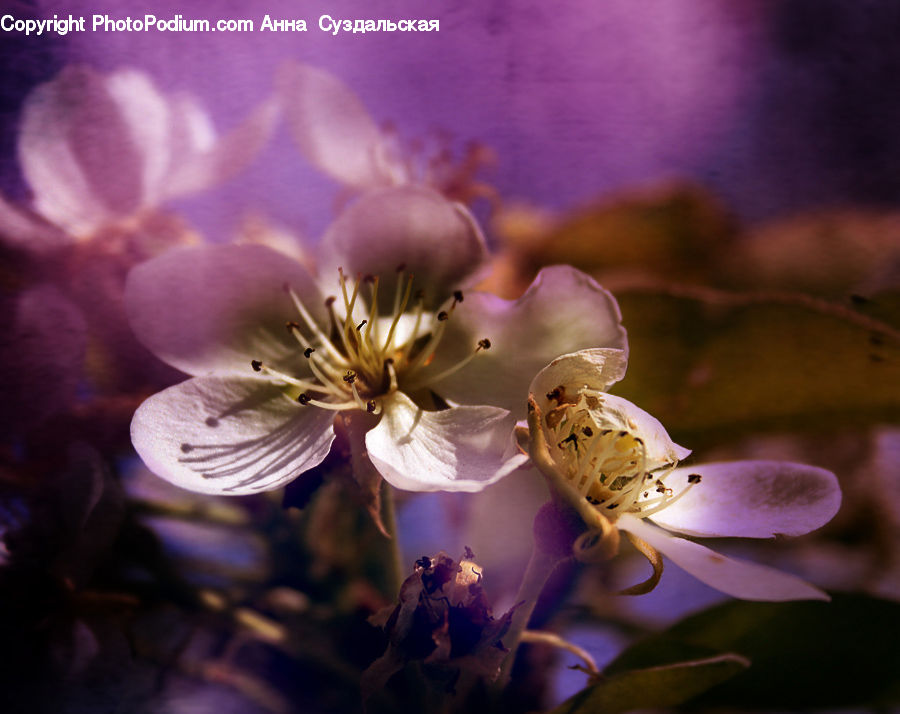 Blossom, Flora, Flower, Geranium, Plant, Cherry Blossom, Lilac