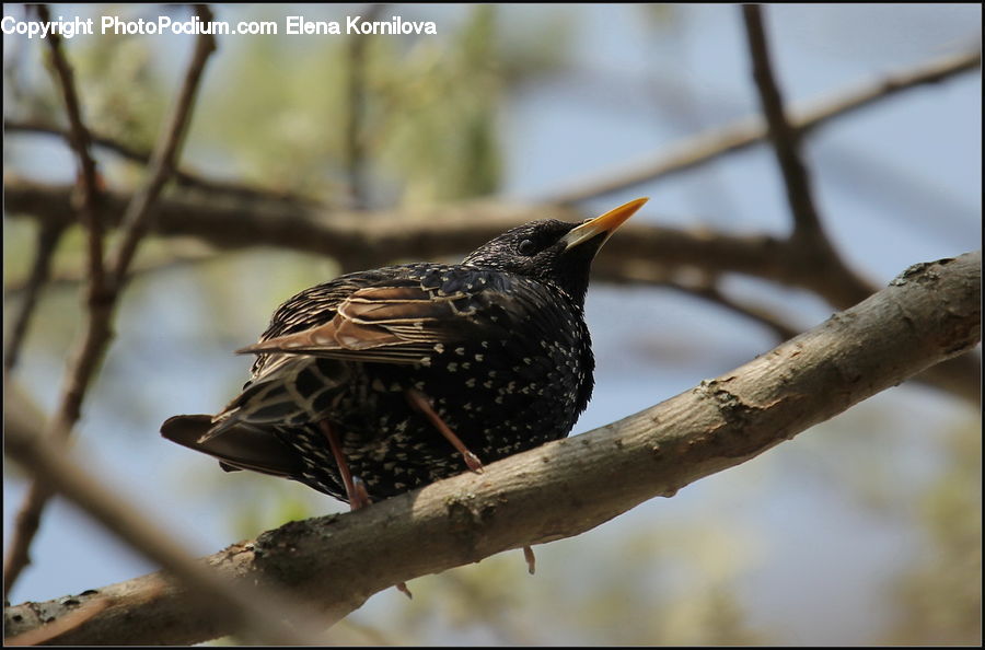 Bird, Blackbird