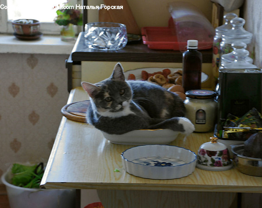 Plant, Potted Plant, Bowl, Animal, Cat, Mammal, Pet