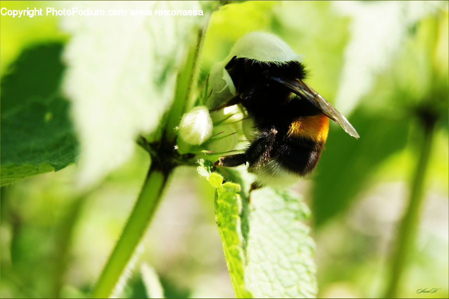 Apidae, Bee, Bumblebee, Insect, Andrena, Honey Bee, Invertebrate