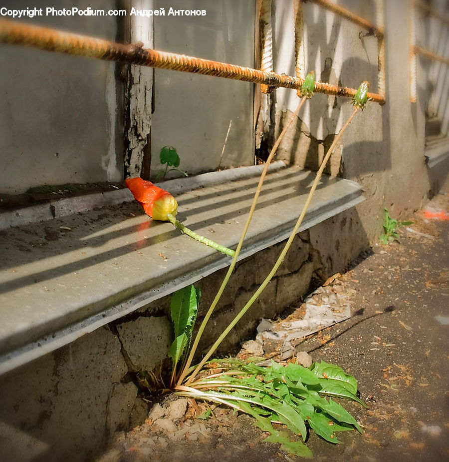 Fern, Plant, Banister, Handrail, Brick, Herbal, Herbs