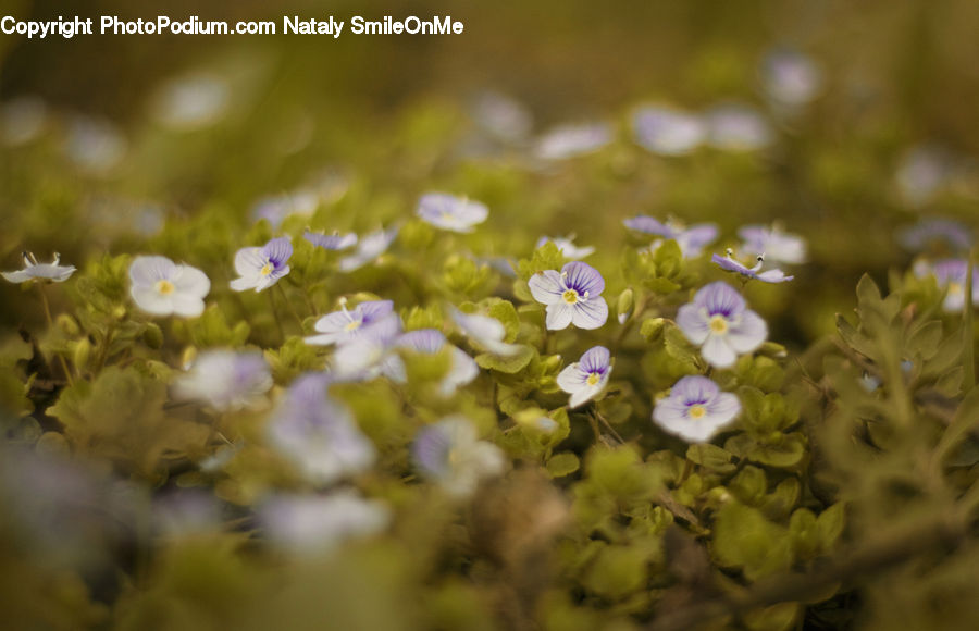 Fiber, Flax, Flora, Flower, Plant, Blossom, Geranium