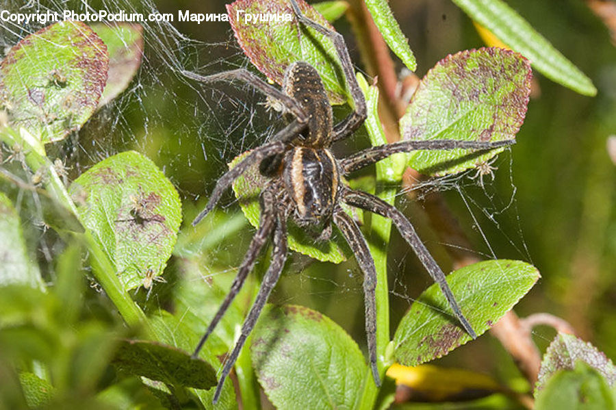 Arachnid, Garden Spider, Insect, Invertebrate, Spider