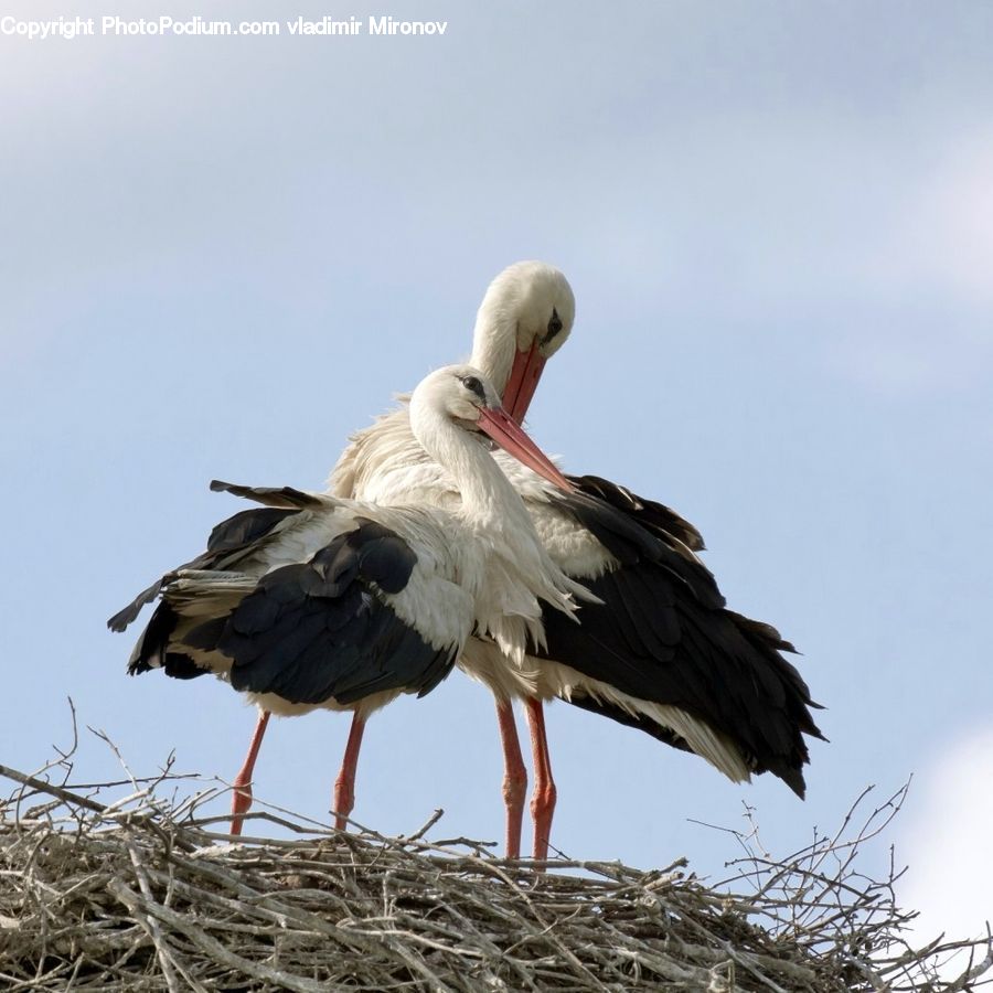 Bird, Stork, Pelican, Crane Bird, Heron, Beak