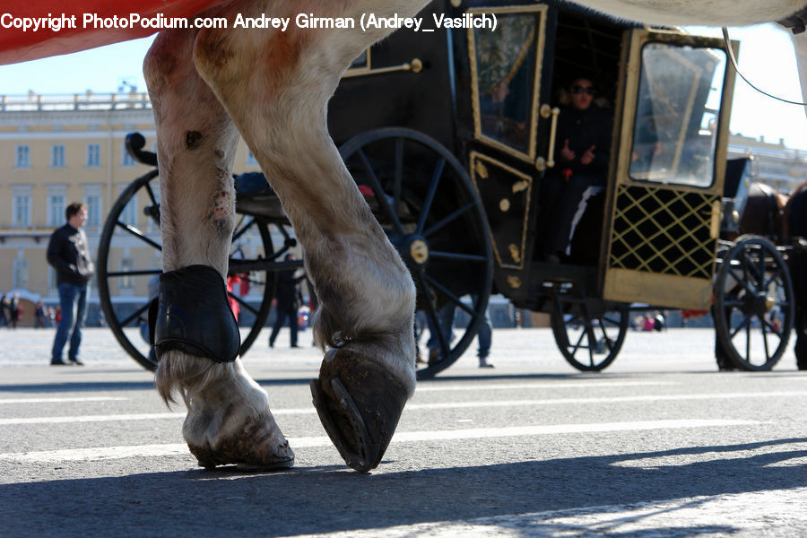 Bicycle, Bike, Vehicle, Carriage, Horse Cart, Heel