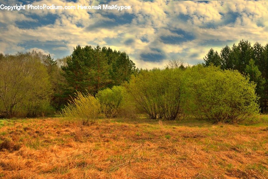 Field, Grass, Grassland, Land, Outdoors, Plant, Conifer