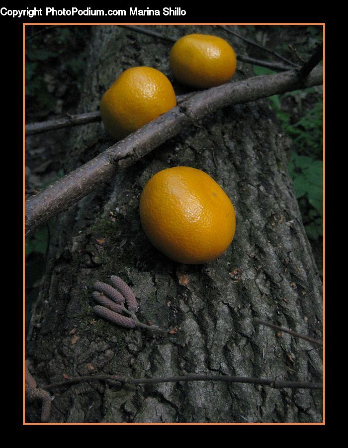 Citrus Fruit, Fruit, Orange, Grapefruit