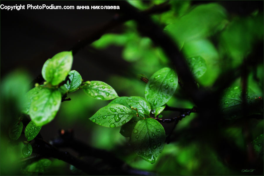 Plant, Blossom, Flora, Flower, Geranium, Conifer, Fir