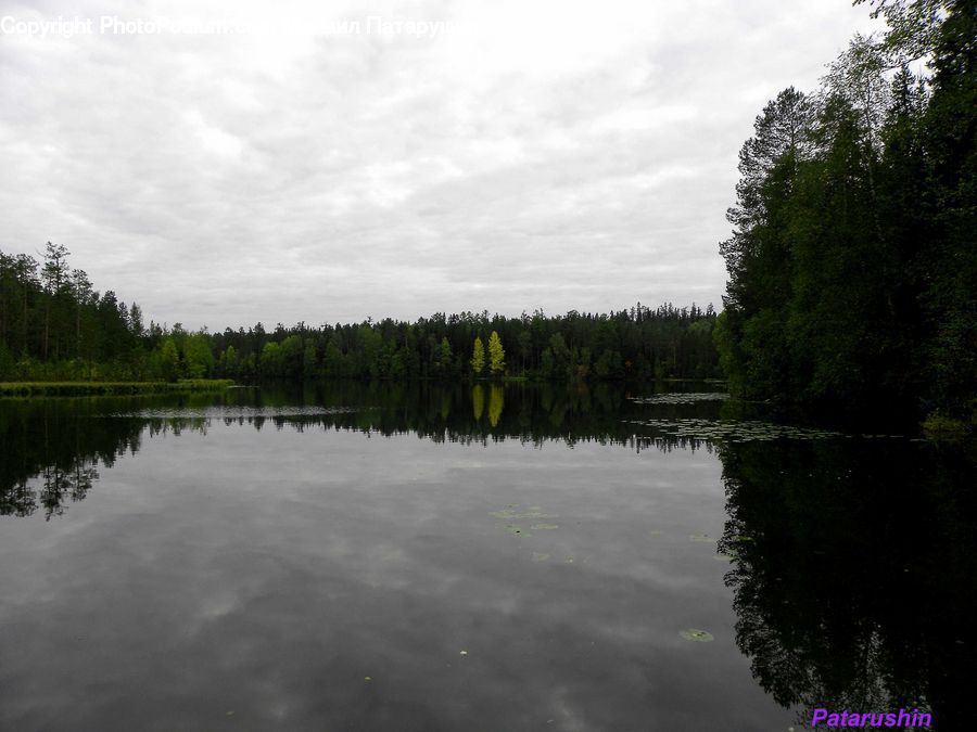 Outdoors, Pond, Water, Conifer, Fir, Plant, Tree