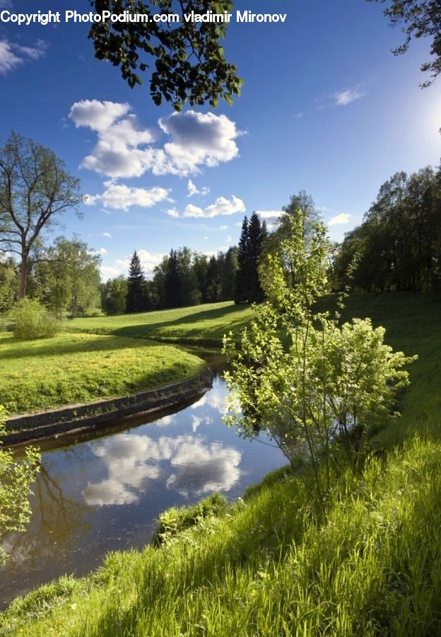 Dill, Plant, Outdoors, Pond, Water, Conifer, Larch