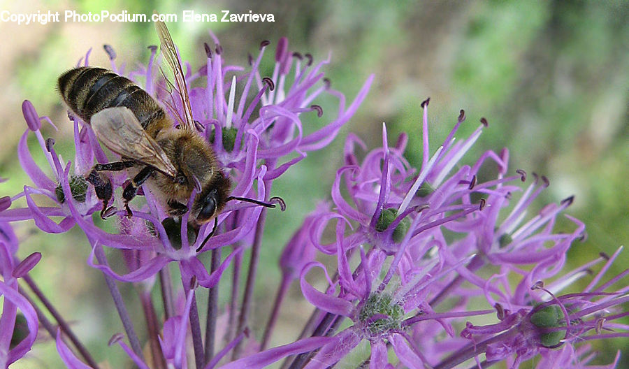 Bee, Insect, Invertebrate, Bumblebee, Honey Bee, Flora, Pollen