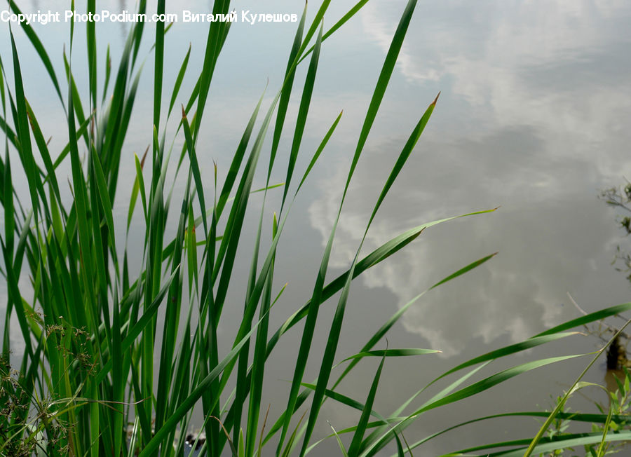 Field, Grass, Grassland, Plant, Bamboo, Wood, Blossom