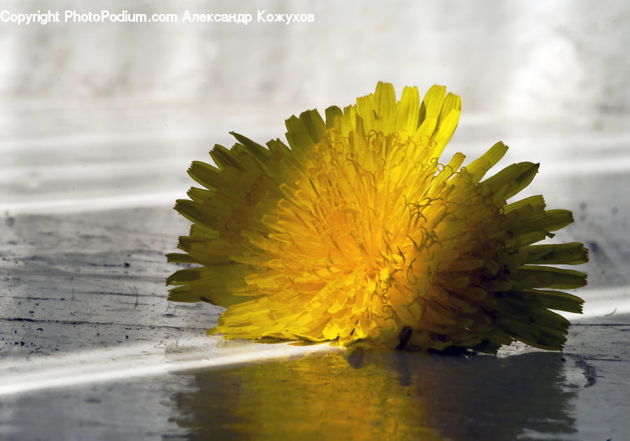 Dandelion, Flower, Plant, Outdoors, Ripple, Water, Daisies