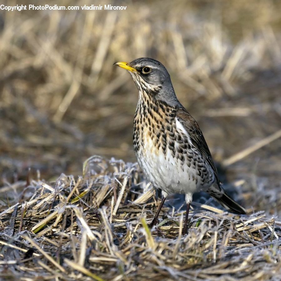 Anthus, Bird, Blackbird, Beak, Sparrow