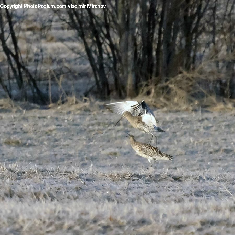 Bird, Grouse, Goose, Waterfowl, Animal, Canine, Coyote