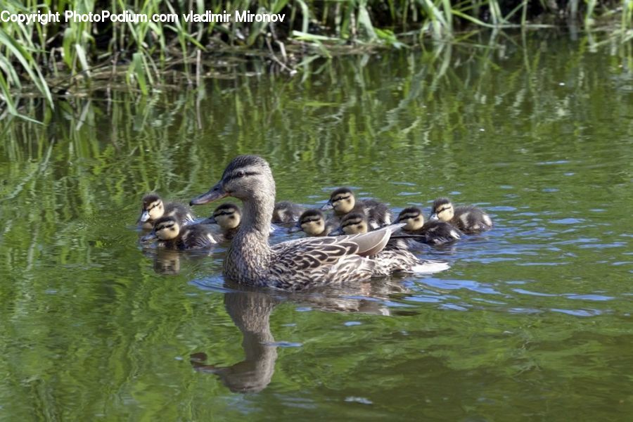 Bird, Waterfowl, Duck, Teal, Goose, Mallard