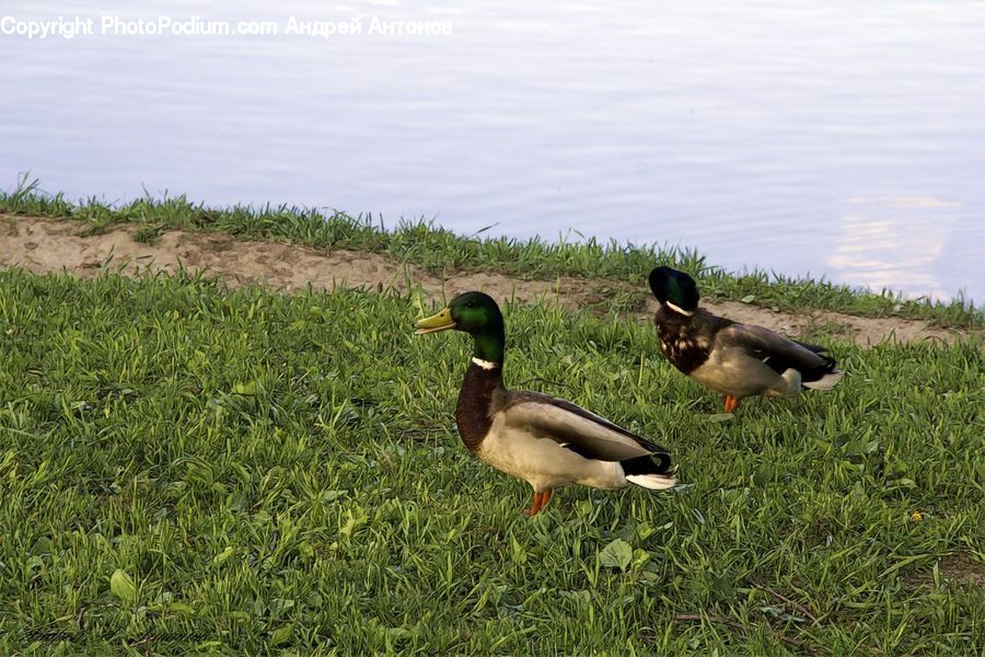 Bird, Waterfowl, Duck, Mallard, Goose, Teal