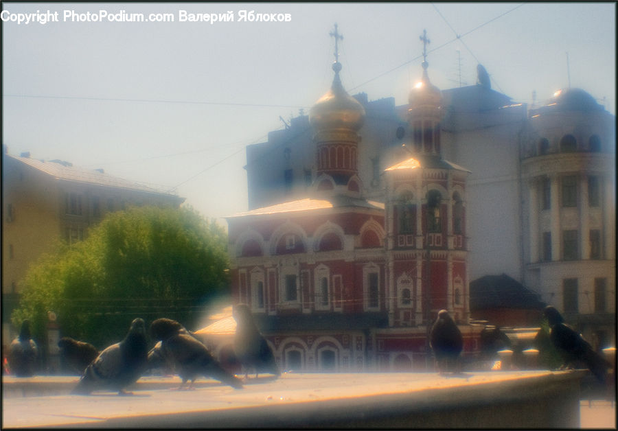 Bird, Pigeon, Dove, Flare, Light, Sunlight, Building