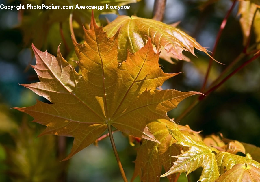 Maple, Maple Leaf, Plant, Tree, Wood, Oak, Sycamore