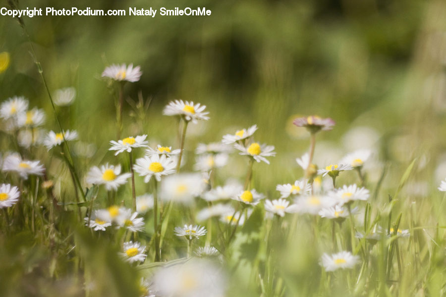 Daisies, Daisy, Flower, Plant, Cosmos, Aster, Blossom