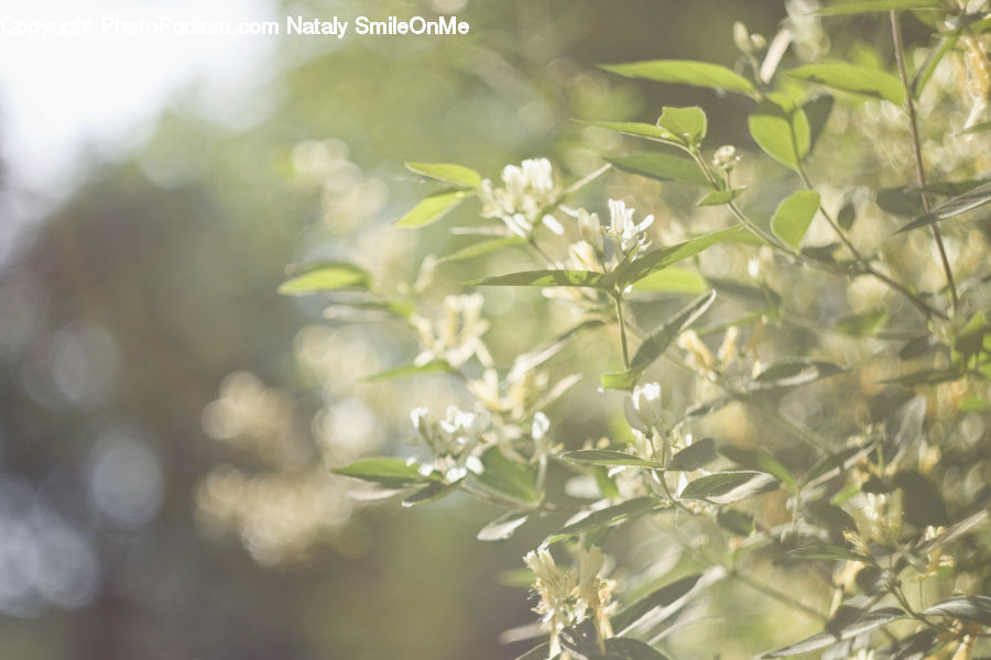 Dill, Plant, Blossom, Flora, Flower, Lilac, Bush