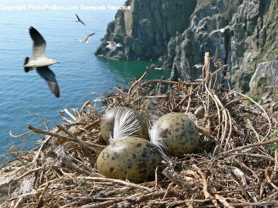 Albatross, Bird, Seagull, Grouse, Ptarmigan, Bird Nest, Nest