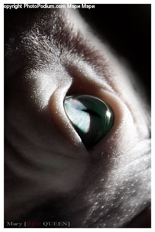 Face, Hole, Head, Portrait