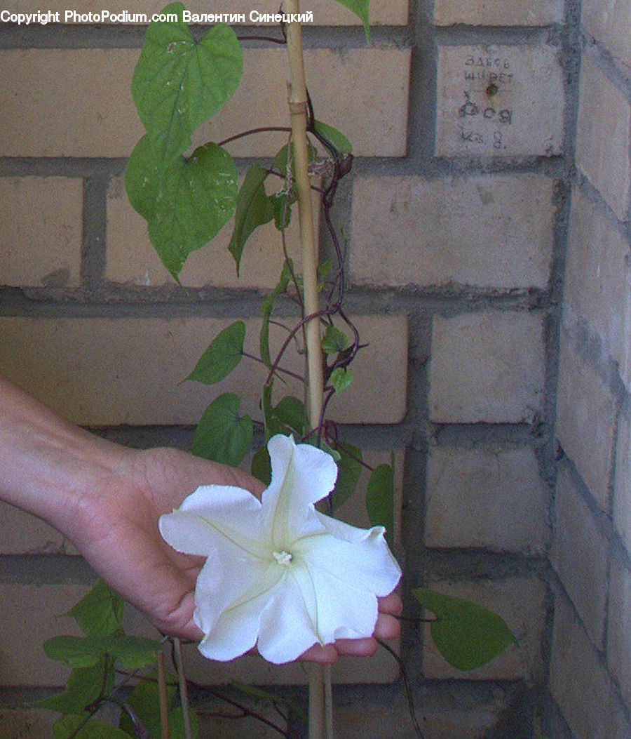 Blossom, Flora, Flower, Geranium, Plant, Gladiolus, Flower Arrangement