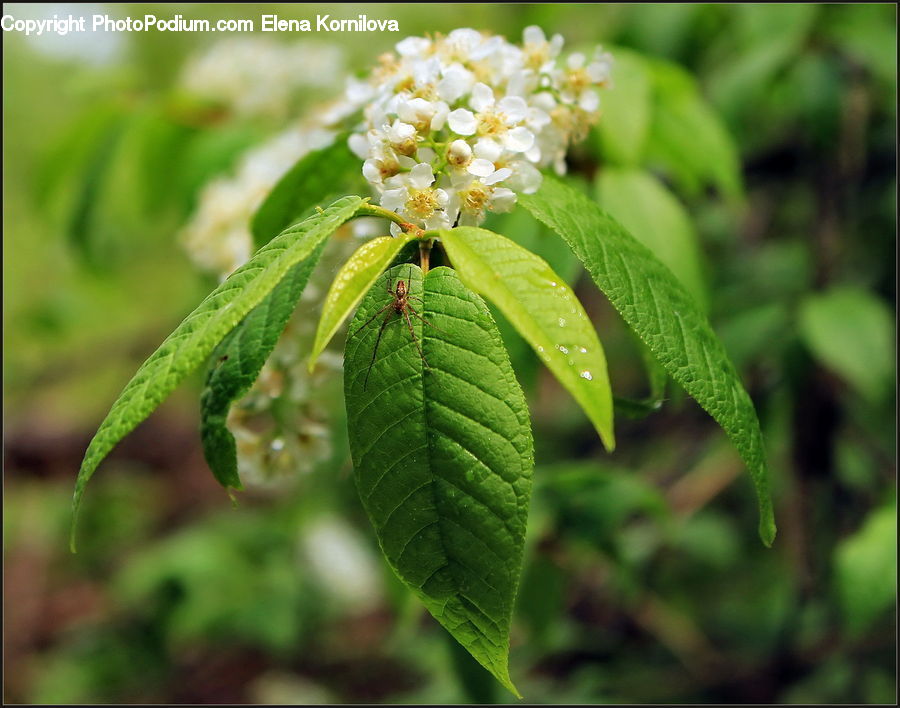 Blossom, Flora, Flower, Plant, Asteraceae, Herbal, Herbs