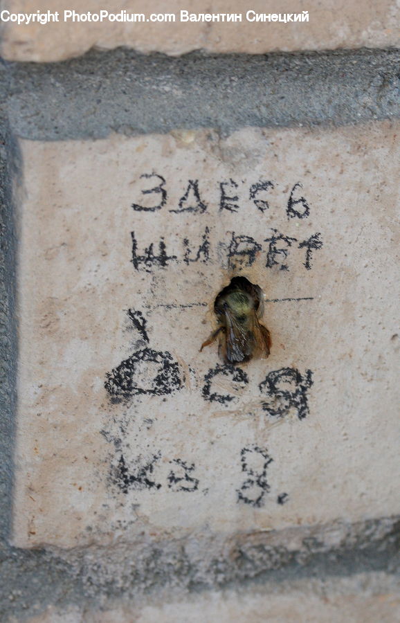 Andrena, Apidae, Bee, Bumblebee, Insect, Invertebrate, Cockroach