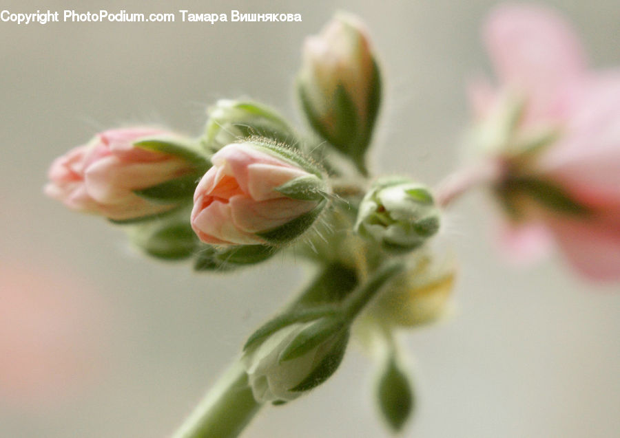 Bud, Plant, Blossom, Flora, Flower, Geranium, Flower Arrangement