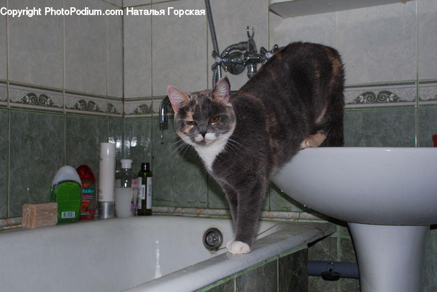 Sink, Abyssinian, Animal, Cat, Mammal, Pet