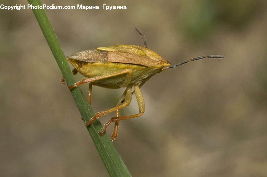 Cricket Insect, Grasshopper, Insect, Invertebrate, Amphibian, Frog, Tree Frog