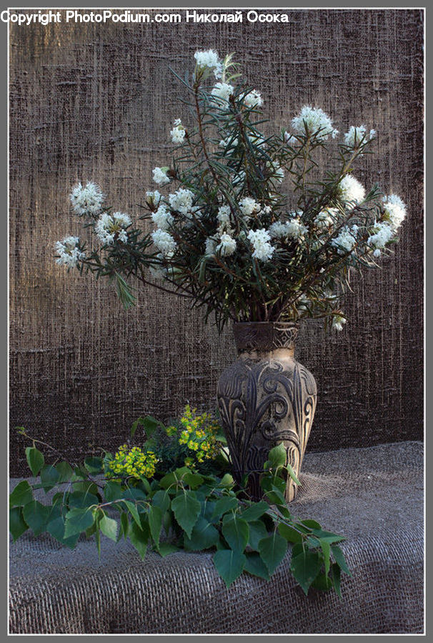 Plant, Potted Plant, Ivy, Vine, Flower Arrangement, Ikebana, Vase