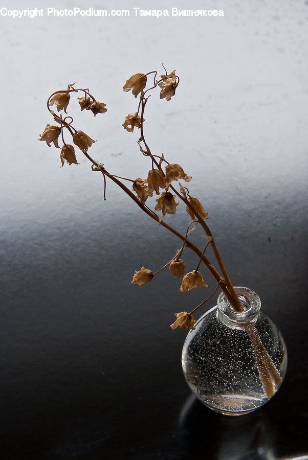 Insect, Invertebrate, Mantis, Bonsai, Plant, Potted Plant, Tree