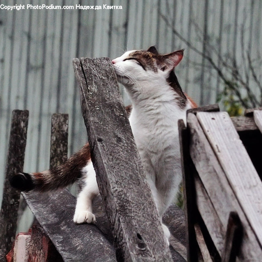 Bench, Wood, Animal, Mammal, Rodent, Squirrel